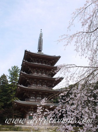 京都賞櫻攻略 醍醐寺 世界文化遺產之一 燦爛櫻花看過夠 飛 嚐 生 活