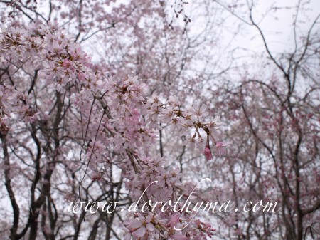 佐野藤右衛門邸1