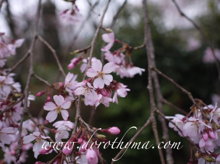 佐野藤右衛門邸2