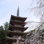 【京都賞櫻攻略】醍醐寺「世界文化遺產之一、燦爛櫻花看過夠!」
